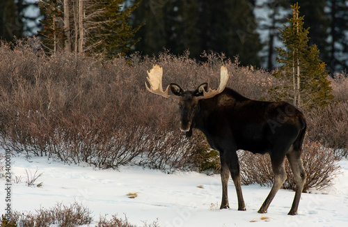 Fototapeta Naklejka Na Ścianę i Meble -  Moose in the Snow in the Colorado Rockies