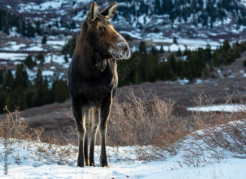 Fototapeta Naklejka Na Ścianę i Meble -  Cow Moose in the Snow in the Colorado Rockies