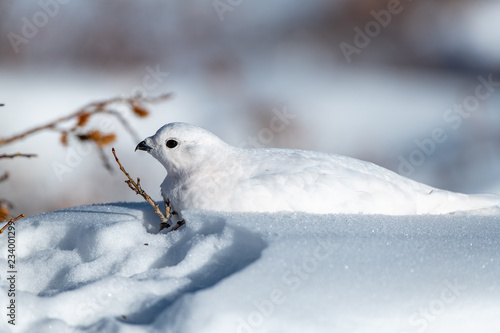 White-tailed Ptarmigan in White Winter Plumage Laying in the Snow