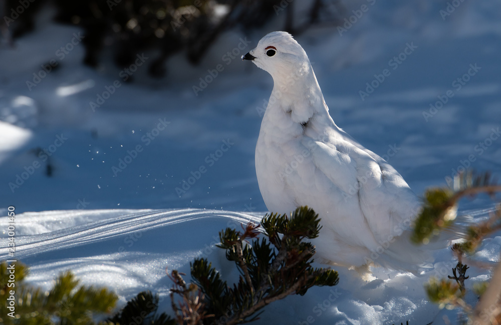 A Beautiful White-tailed Ptarmigan in White Winter Plumage in the Mountains of Colorado A Beautiful White-tailed Ptarmigan in White Winter Plumage in the Mountains of Colorado