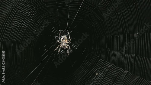 Big spider on a web at night. Large spider on a web