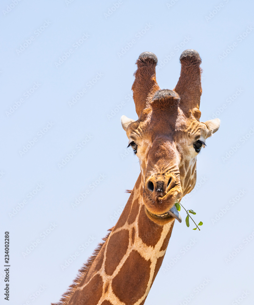 Obraz premium Close up portrait of head and neck of reticulated giraffe, giraffa camelopardalis reticulata, eating leaves and sticking tongue isolated with blue sky background