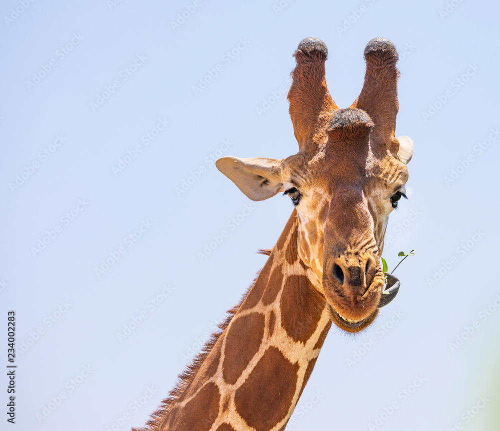 Obraz premium Close up portrait of head and neck of reticulated giraffe, giraffa camelopardalis reticulata, eating leaves and sticking tongue isolated with blue sky background