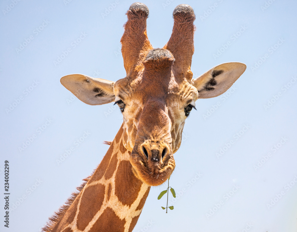 Obraz premium Close up portrait of head and neck of reticulated giraffe, giraffa camelopardalis reticulata, eating leaves and sticking tongue isolated with blue sky background