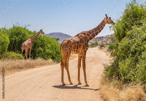 Landscape with two reticulated giraffes, giraffa camelopardalis reticulata, eating shrubs on dirt road in northern Kenya