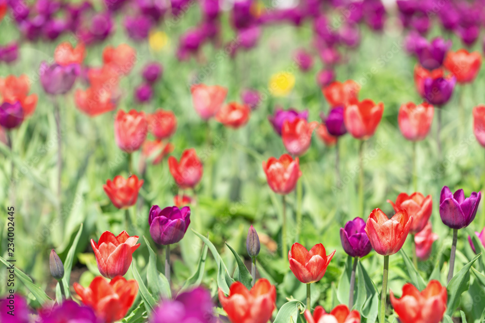 Tulips on flower bed. Tulips grow on field. Flower background. Tulips in nature.