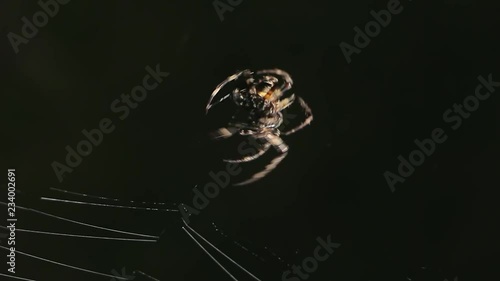 Big spider making a web at night. Large spider on a web