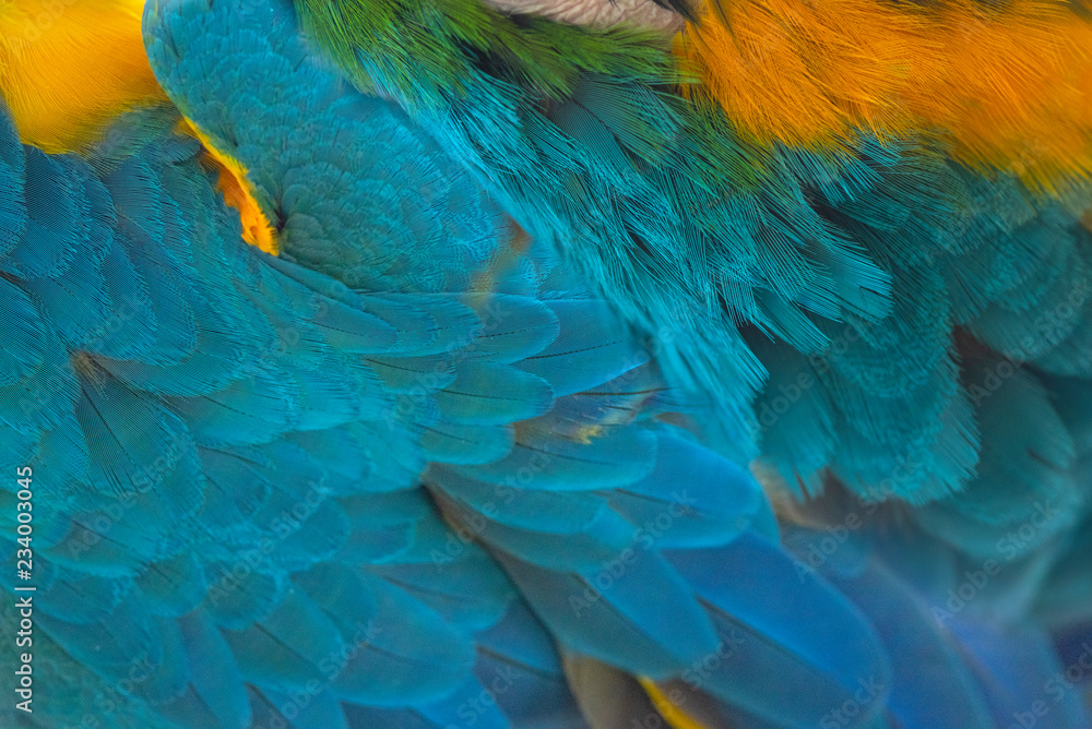 Fototapeta premium Closeup blue and gold macaw feather