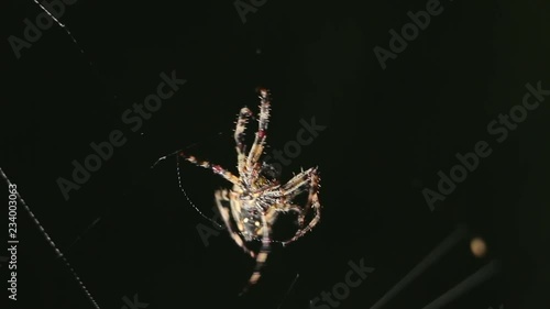 Big spider making a web at night. Large spider on a web