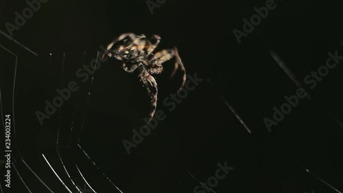 Big spider making a web at night. Large spider on a web