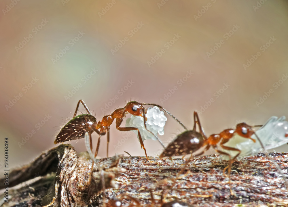 Macro Photo of Group of Ants Carrying Eggs on Twig, Teamwork Concept