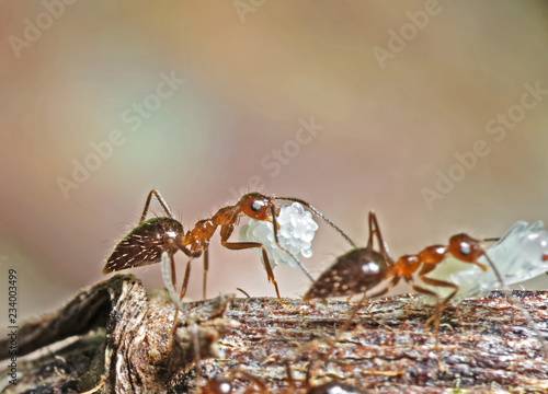Macro Photo of Group of Ants Carrying Eggs on Twig, Teamwork Concept