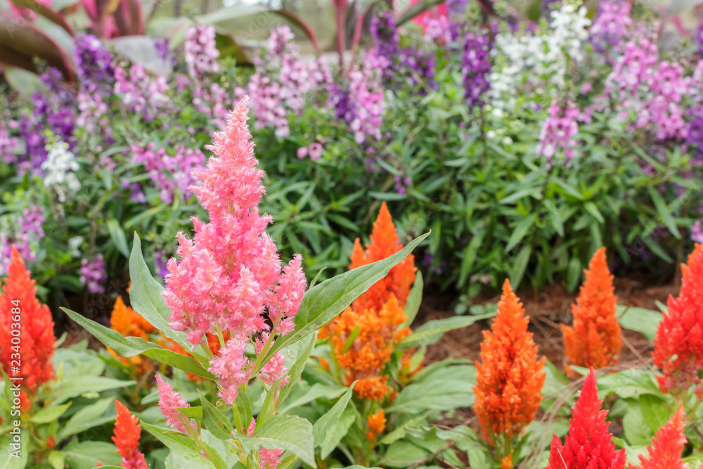 celosia plumosa in garden. celosia plumosa in garden.
