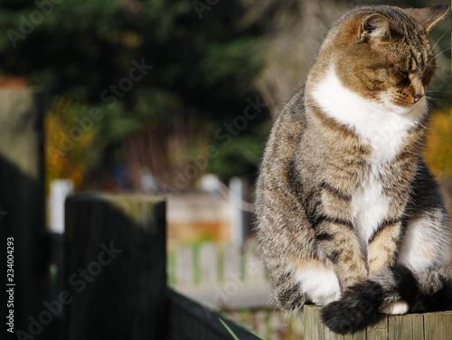 White grey brown black cat sitting on wooden timber pole with distant background