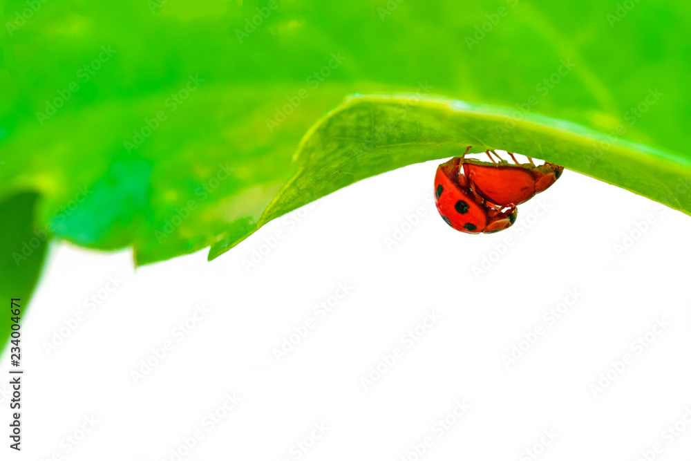 Naklejka premium Na zielonych liściach rozmnażają się chrząszcze lub biedronki