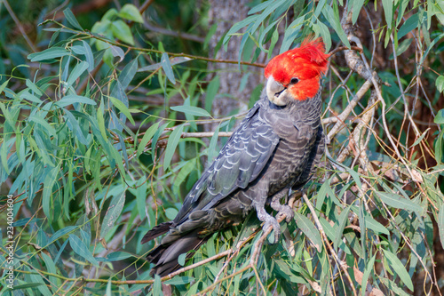 Male Gang gang cockatoo