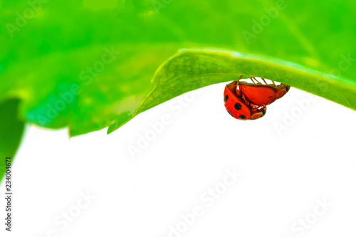Beetles or ladybugs are breeding on green leaf