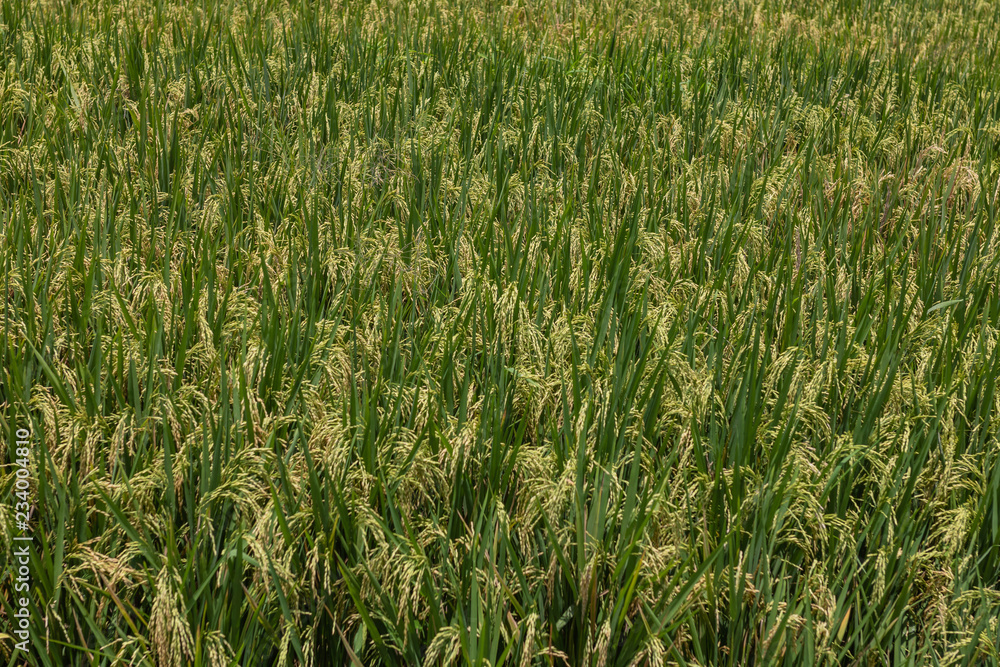 field of wheat field of wheat
