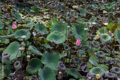 Bali lotus