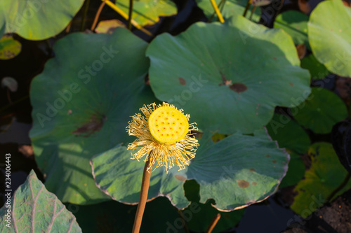 Yellow Pretty Flower