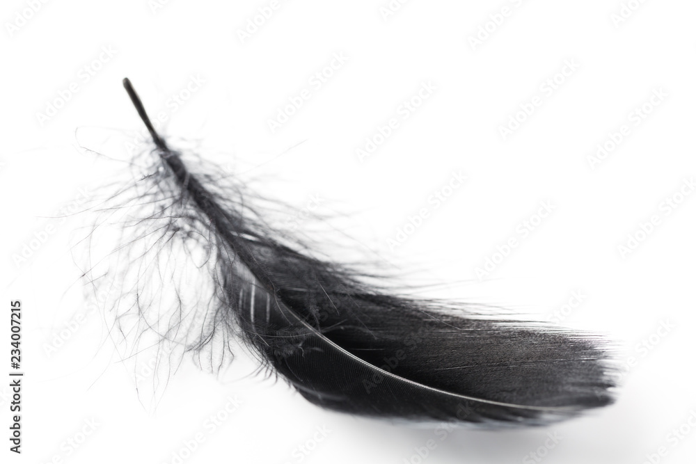 Single Black Feather on White Background. Single Black Feather on White Background.