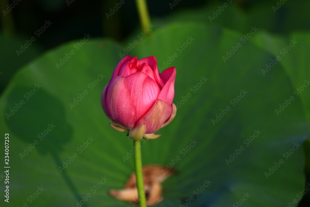 Blooming lotus flower, very beautiful