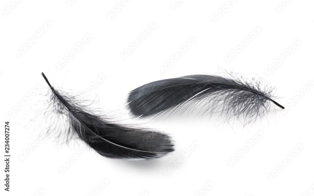 Obraz premium Black feathers over white background