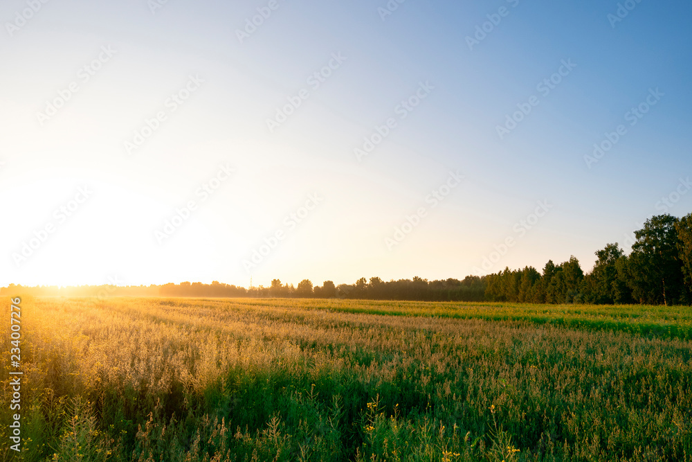 Obraz premium sunrise over wheat field