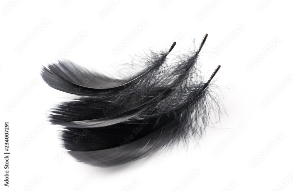 Black feathers over white background Black feathers over white background