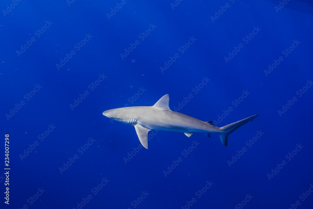 Fototapeta premium Galapagos shark