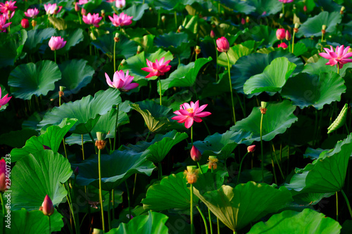 Blooming lotus flower  very beautiful