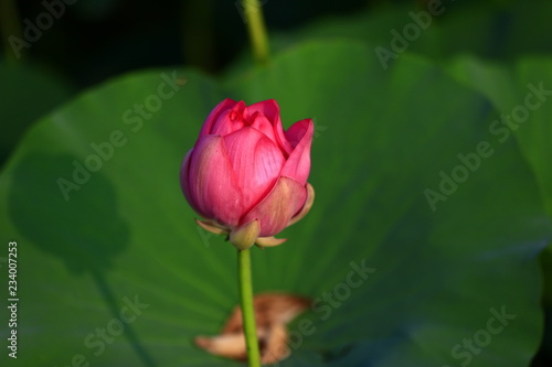 Blooming lotus flower, very beautiful