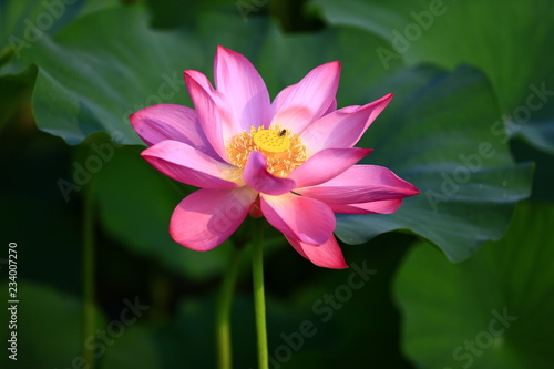 Blooming lotus flower, very beautiful