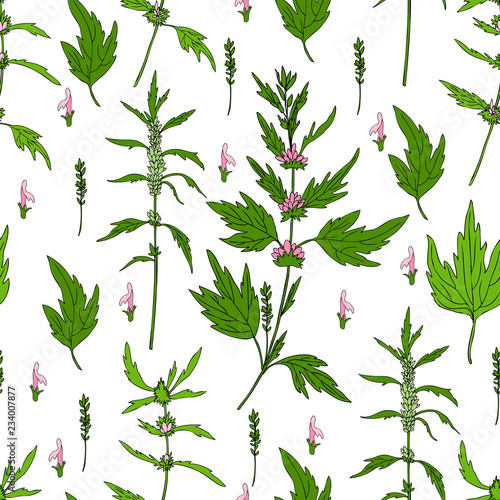 Seamless floral pattern Motherwort flower hand drawn vector isolated on white background, herbal medical sedative plant, Organic food ingredient illustration for healthy market, pharmacology, cosmetic