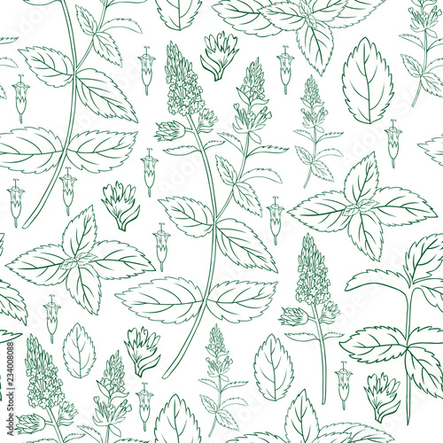 Mint leaf, blossom branch peppermint isolated on white background, Hand drawn vector seamless floral pattern, spicy herb kitchen texture, Doodle cooking ingredient for design package tea, cosmetics