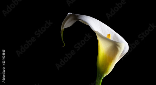 White calla lily glowing brightly on black background with copy space - studio shot