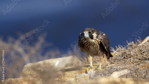 Peregrine Falcon