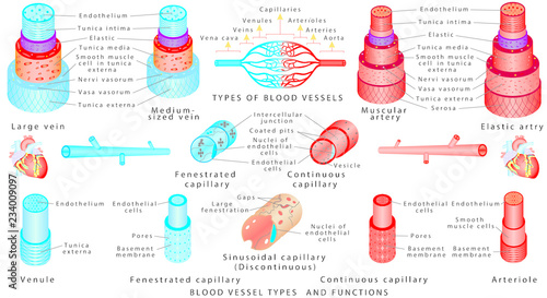 Arteries and veins. Structure of blood vessels. 