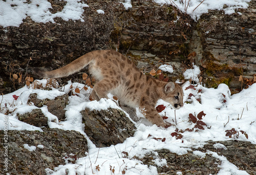 Mountain Lion Cub