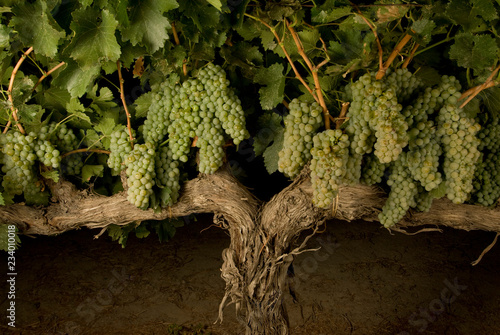 uvas chenin blanc