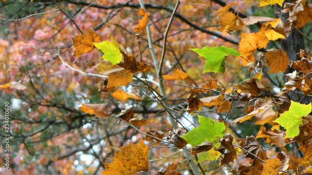 Close up of fall leaves right after a rain Close up of fall leaves right after a rain