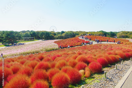 Pink cosmos and Kochia flower and tree in Hitachi Seaside Park landmark in ibaraki Japan photo