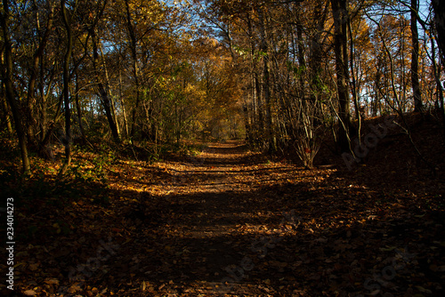 Dutch Forest Path in Autumn 03
