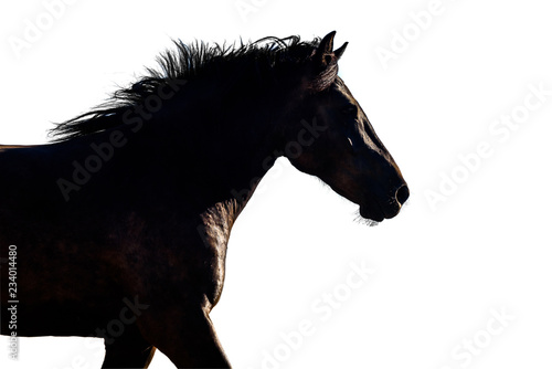 horse silhouette isolated