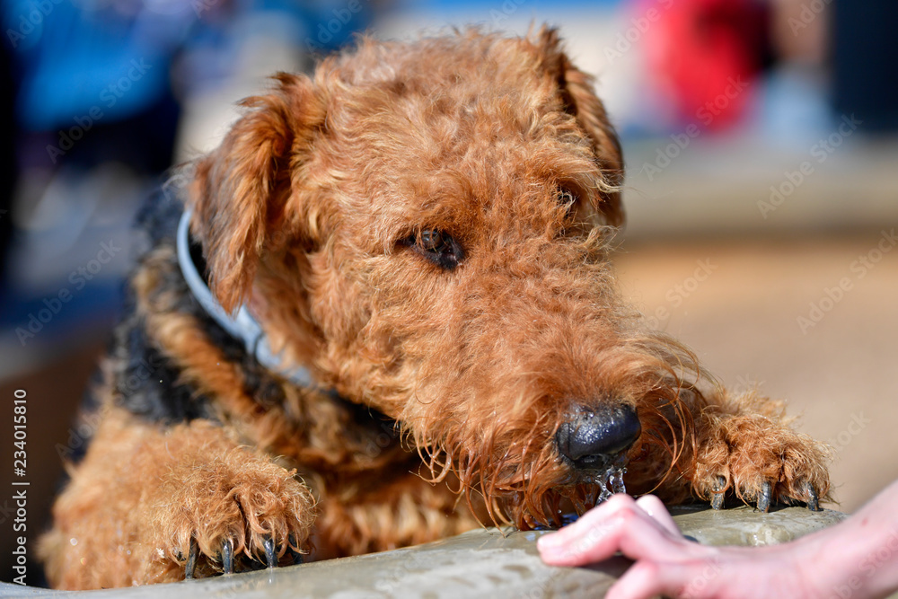 Airedale Terrier dog - puppy 11 month old.