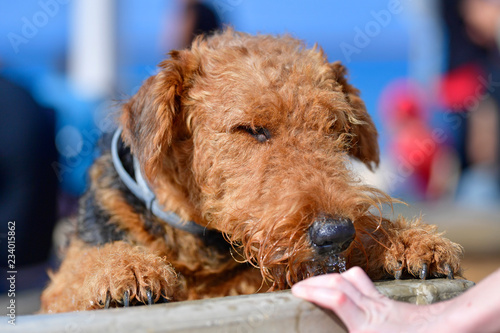 Airedale Terrier dog - puppy 11 month old.