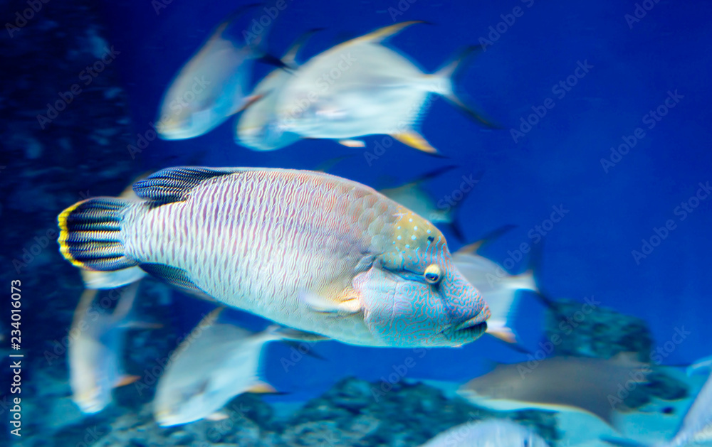 Napoleon fish or Maori wrasse. Napoleon fish is one of the largest coral fish in the world and the largest representative of the wrasses family. Napoleon fish or Maori wrasse. Napoleon fish is one of the largest coral fish in the world and the largest representative of the wrasses family.