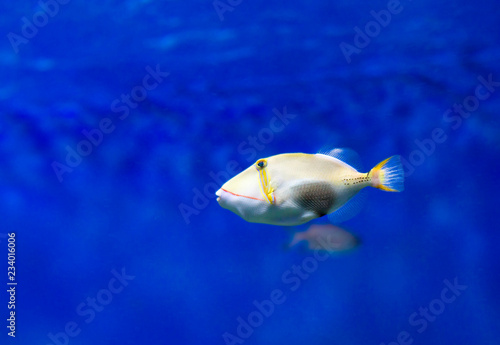 White-banded triggerfish. Picasso fish it is called for the geometric colors. Lives in the Red sea, in the seas of the Indo-Pacific region from the coast of East and South Africa to Japan.
