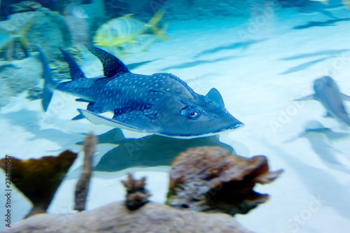 Bowmouth guitarfish. It has a flattened, almost flat body and broad pectoral fins. They are voracious, like sharks, excellent swim, but more lazy