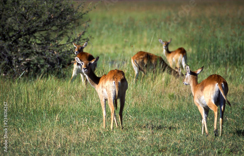 Lechwe (Kobus leche), Moremi Wildlife Reserve, Ngamiland, Botswana, Africa